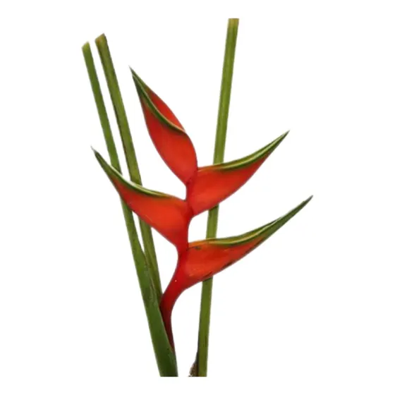 Heliconia Binhai 18 Mudas