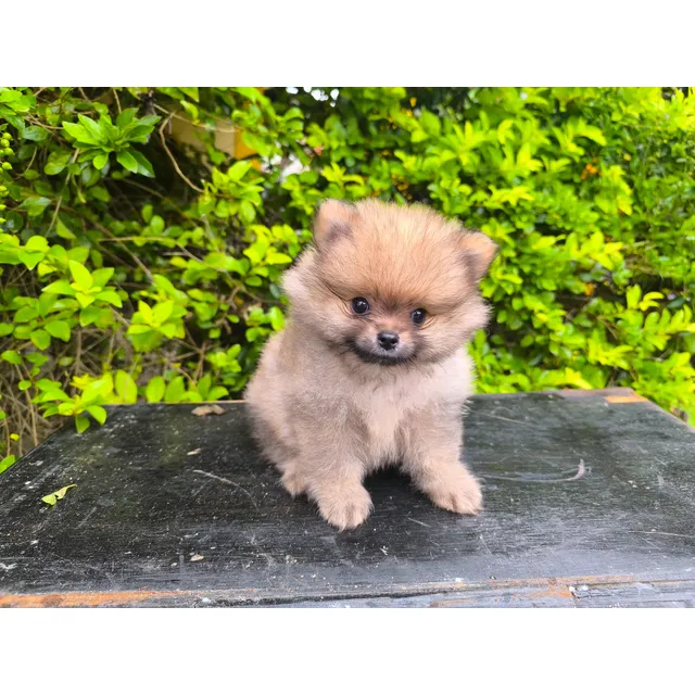 Pomerania Hembras Y Machos Entrega Inmediata