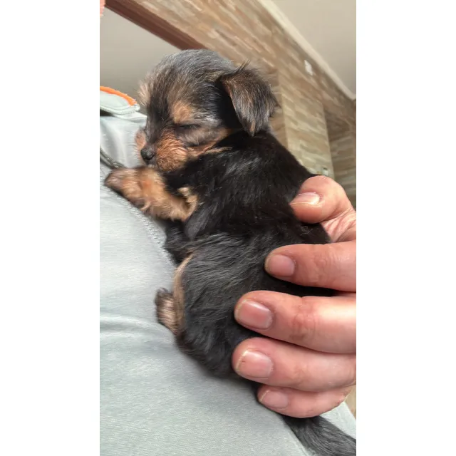 Micro Toy Yorkshire Hembra