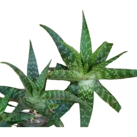 2 Plantas De Aloe Grandes Orgánico 