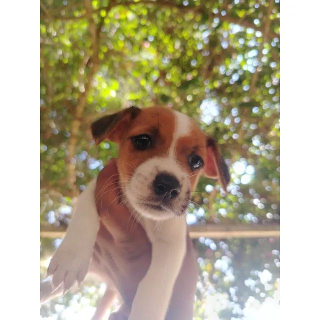 Cachorro Jack Russell Terrier Macho