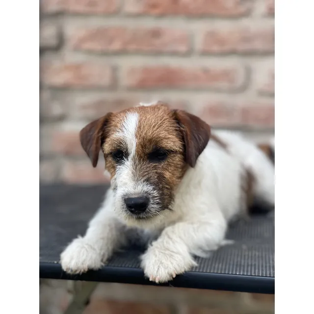 Jack Russell Terrier Cachorro