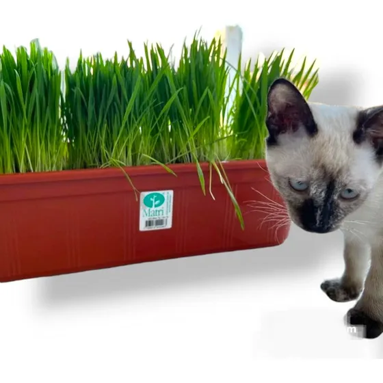 Pasto Para Gato Hierba Gatera En Maceta N40 Envios Isiflor
