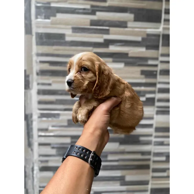 Venta Cocker Spaniel Bebe Blanco Cafe Colombia Medellín Cali