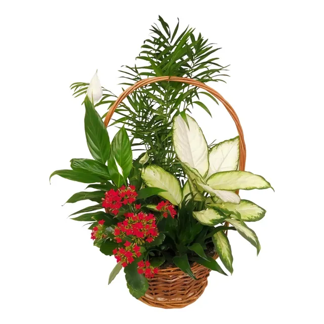 Arreglos Florales Cumpleaños Planta