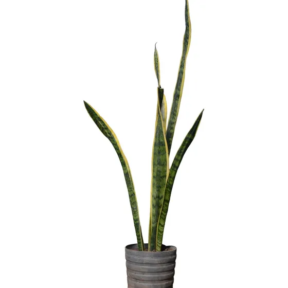 Sansevieria - Lengua De Suegra - Espada De San Jorge.