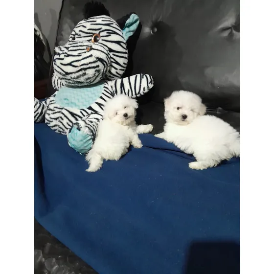 Cachorros Bichon Frise Blanco