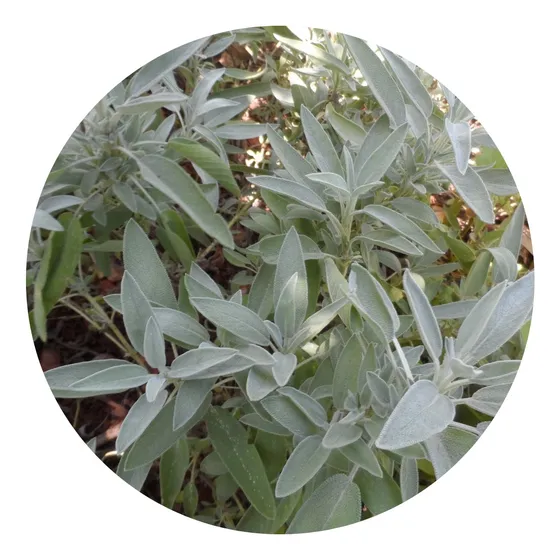 2 Mudas Sálvia Comum Tempero - Officinalis - No Saquinho