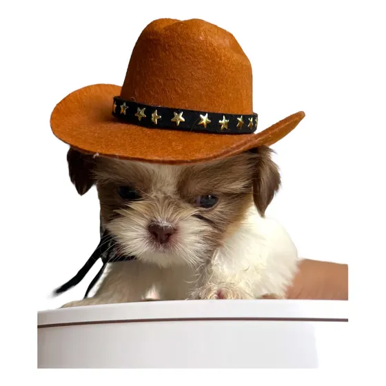 Filhotes De Shitzu Macho Disponível Para Entrega!
