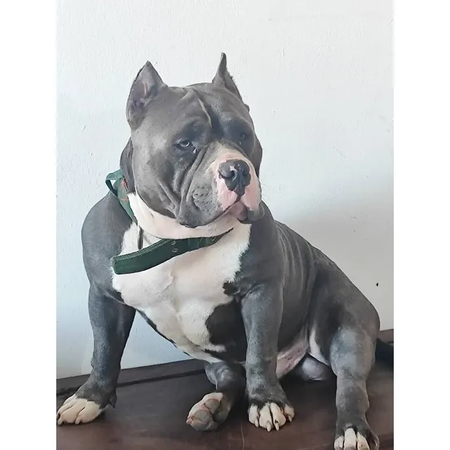 Cachorros American Bully