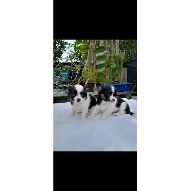 Chihuahua Pelo Largo