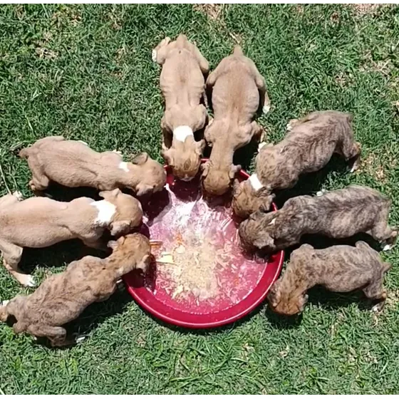 Cachorros Boxer