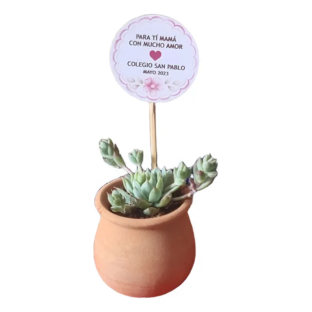 Recuerdos Mini Suculentas Para Eventos Por Mayor