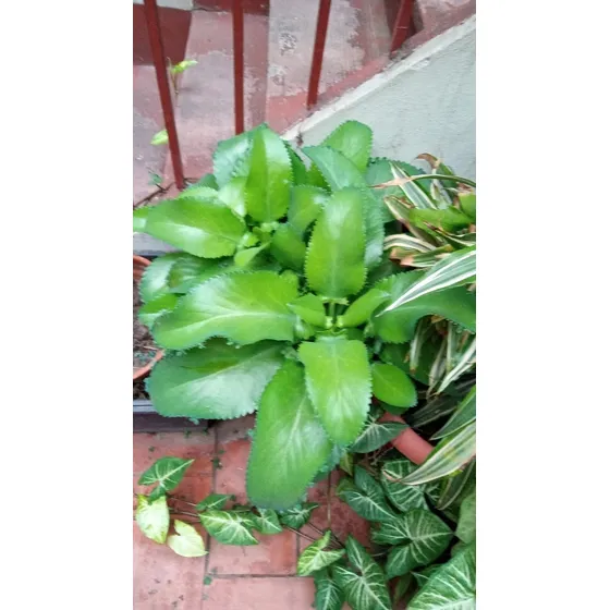 Planta De Kalanchoe. Diabetes. Hipertensiòn. Cancer. Etc