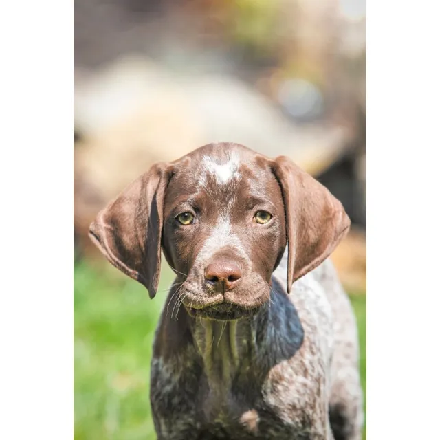 Perros Braco Alemán Cachorros Pointer Alemán Bogotá Cali Pet