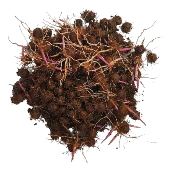 Sementes De Açai Brs Pará Pre Germinadas 2kg