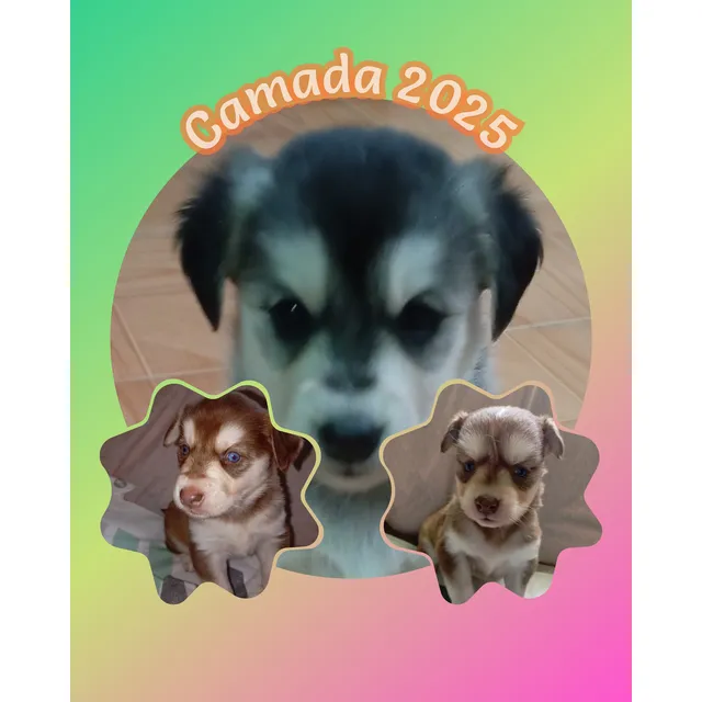 Cachorros Husky Super Tiernos