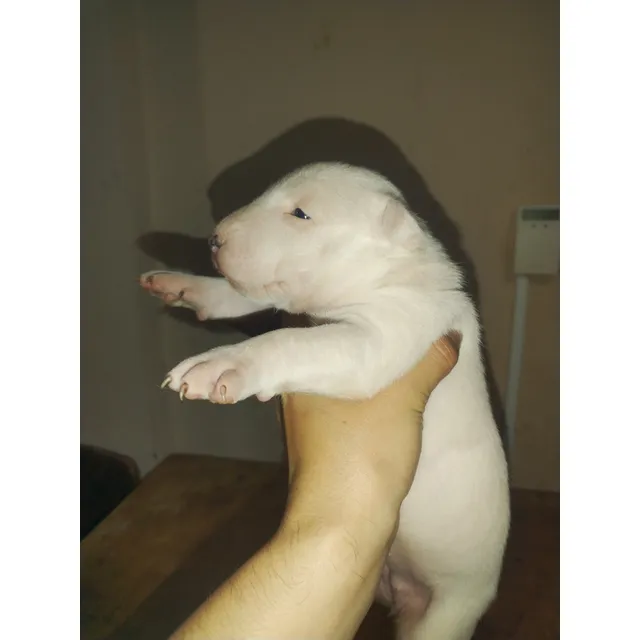 Bull Terrier