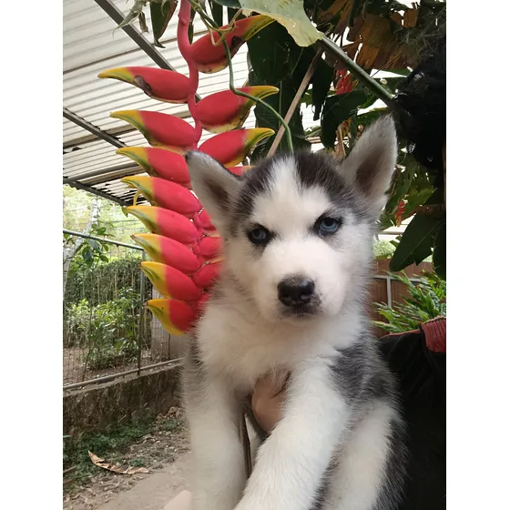 Husky Siberiano Bello
