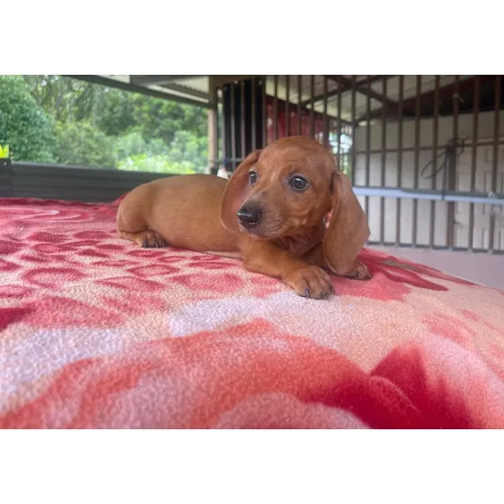 Salchicha Macho 2 Meses 08 Junio 2025