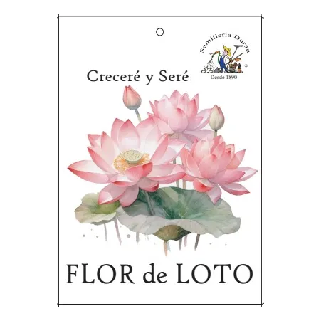 Semillas Flor De Loto