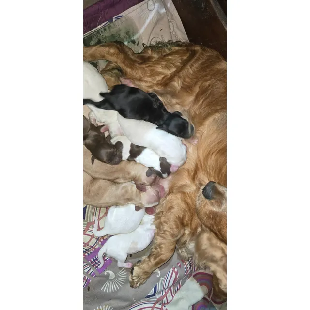 Cachorros Cocker