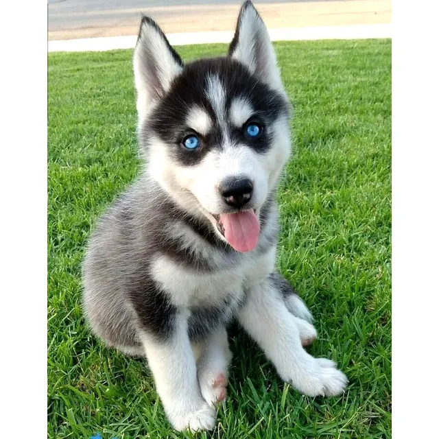 Cachorros Husky Siberiano Perros Lobo Siberiano Medellín