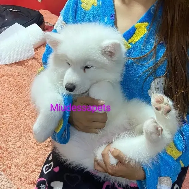 Cachorros Samoyedos