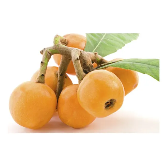 Planta Árbol Frutal Nispero