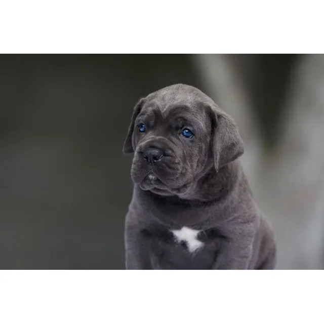 Perros Mastín Italiano Cachorros Cane Corso Disponibles Can