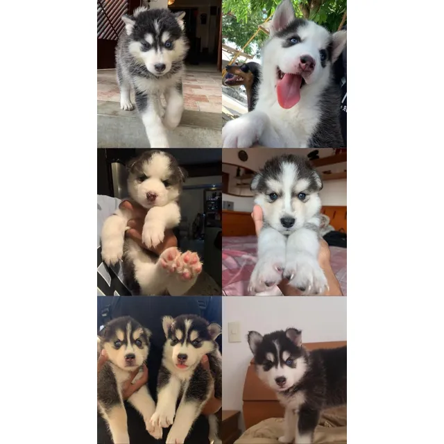 Vendo Hermosos Cachorros Huskys Excelente Regalos Para Conse