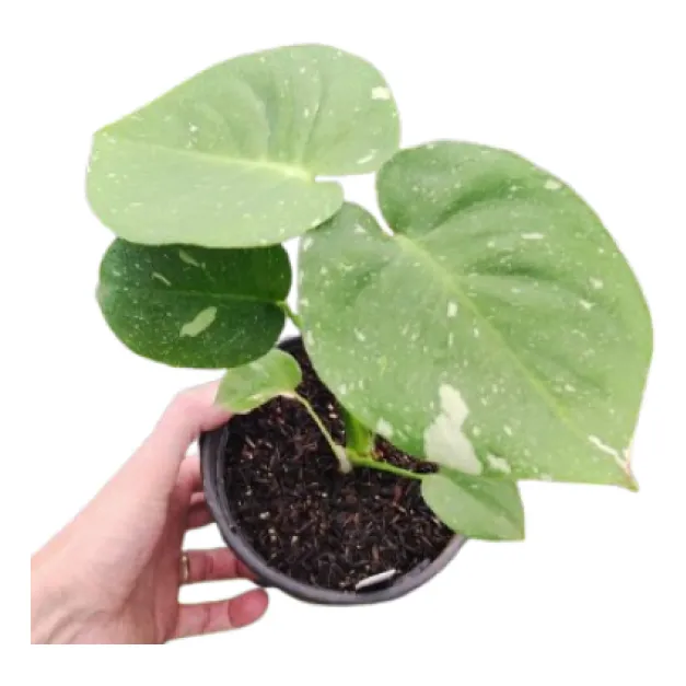 Monstera Variegata Thai Constellation - Costela De Adão