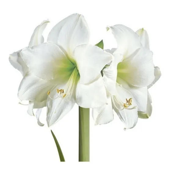 Bulbos De Flores Holambra - Amarílis Branca 15 Unidades