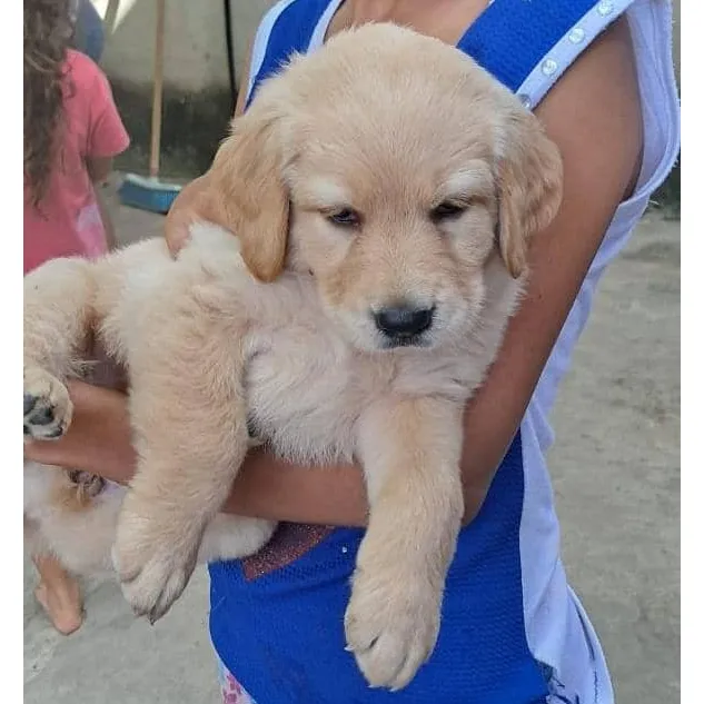 Golden Retriever Hembra