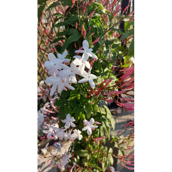 Jazmín Chino Enredadera Maceta O Jardines 3 Litros 