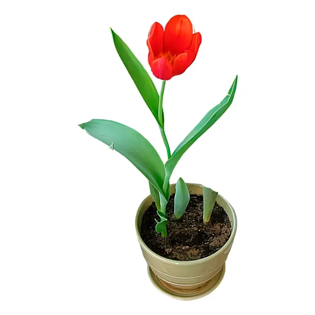 Planta Tulipanes Naturales En Maceta