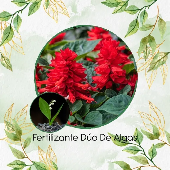 Dúo De Abono Orgánico De Algas Para Salvia Fuego De San Juan