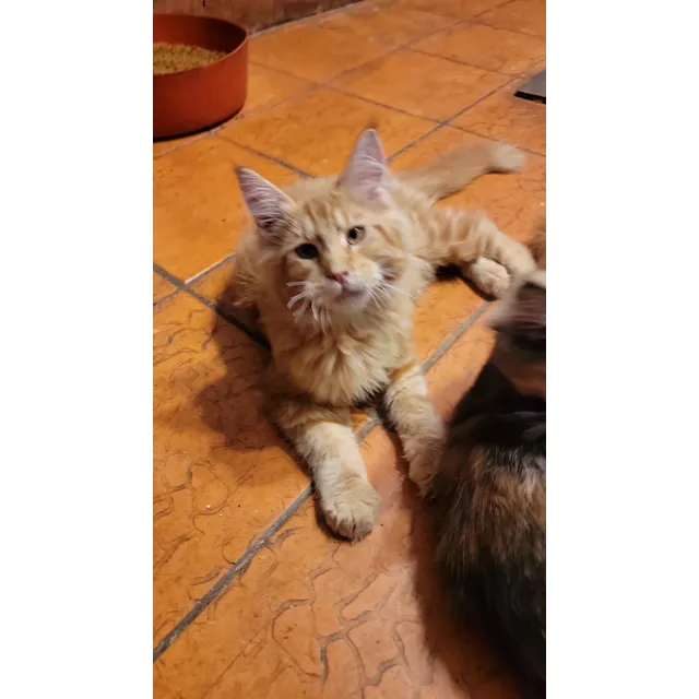 Gatitas Hembras Raza Maine Coon Con Pedigree 