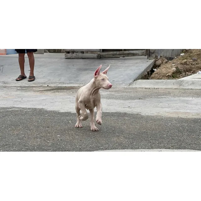 Doberman Albino