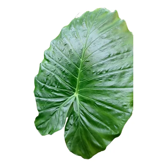 Oreja De Elefante, Alocasia. Ideal Para Interior.