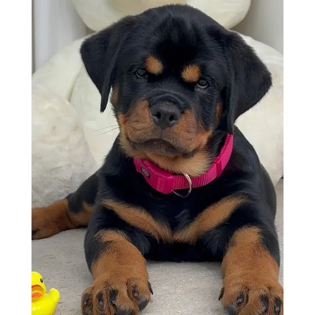 Rottweiler Cachorros Hermosos