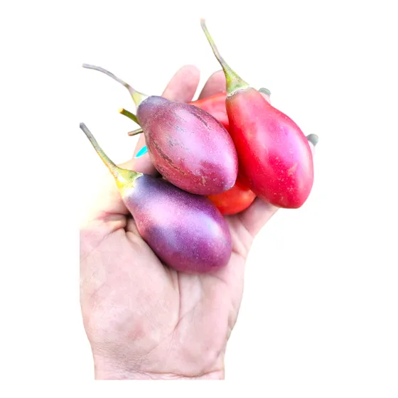 Tomate De Árbol- Tamarillo -solanum Betaceum- Fruto Exótico