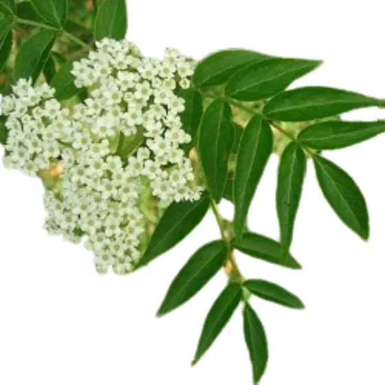 Sauco Sambucus Australis Arbusto Árbol Nativo