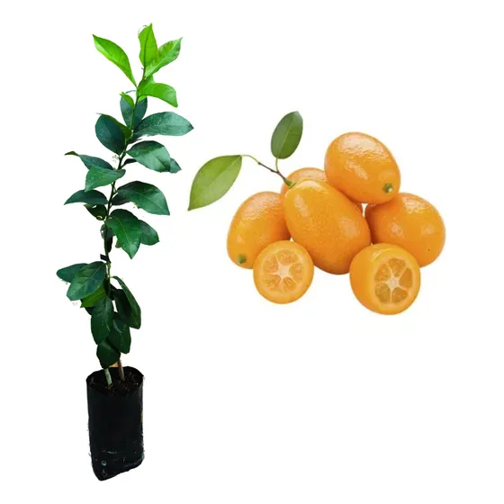 1 Muda De Laranja Kinkan Enxertada - Profissional + Manual
