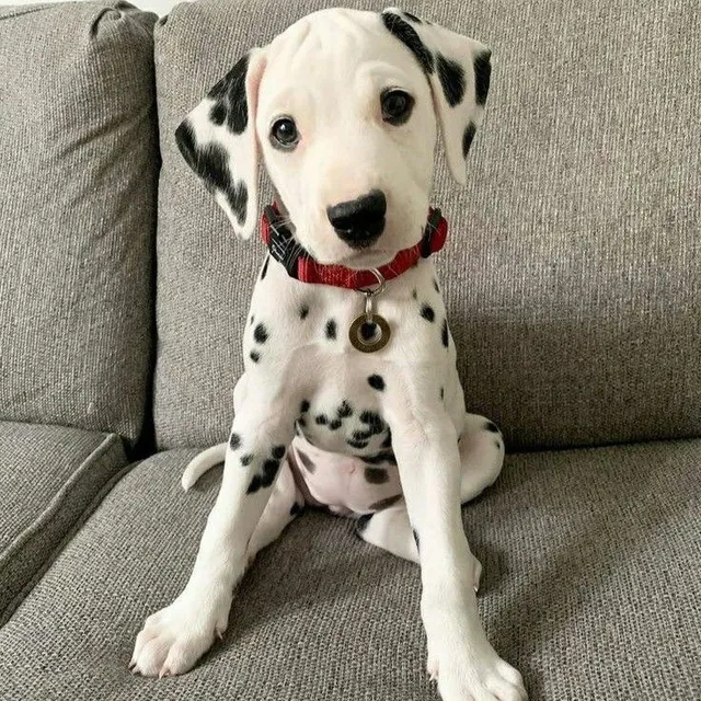 Cachorros Dalmata 100% Puros