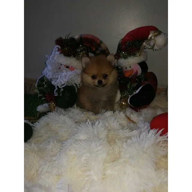 Pomerania Macho De Pelaje Largo, 2 Meses