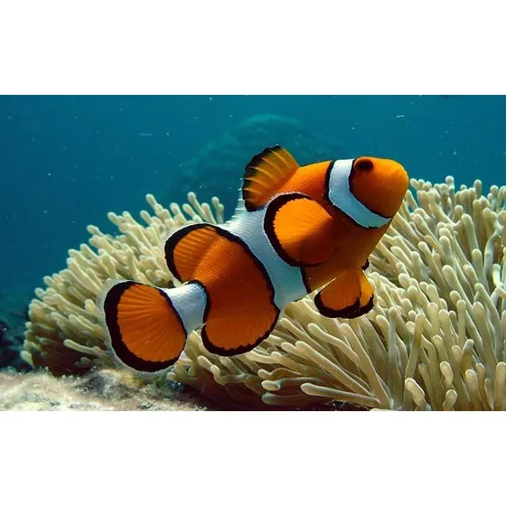 Combo Peces 2 Payasos, Estrella Naranja Con Envio