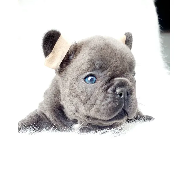 Bulldog Francés Blue,merle