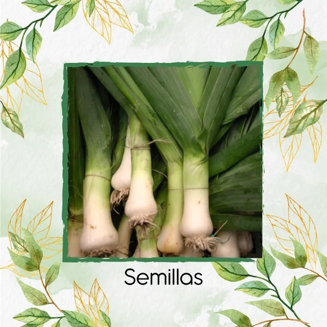 1.200 Semillas De Ajo Puerro Para Germinados