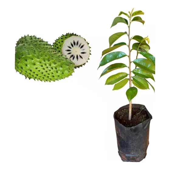 Plantin De Graviola